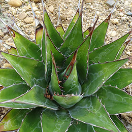 Agave de montaa